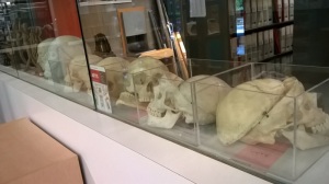 Yes!  Students can check out these skull replicas!